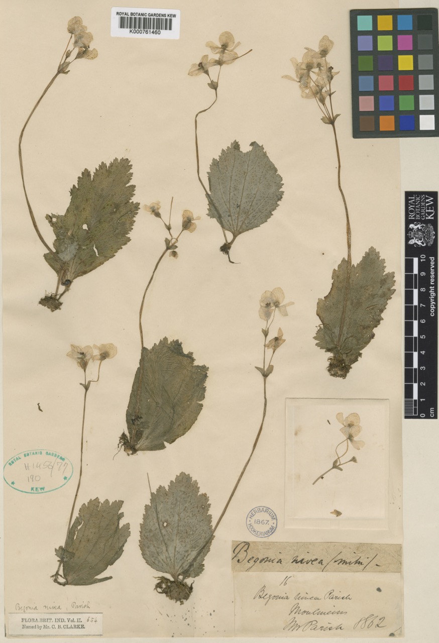 B. nivea